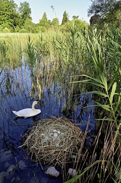 Mute swan (Cygnus olor), male swimming in front of nest with four eggs, Cham, Lake Zug, Canton Zug, Switzerland