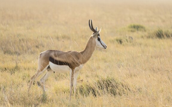 Springbok (Antidorcas marsupialis), Etosha National Park, Namibia