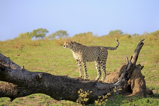Cheetah (Acinonyx jubatus), adult male standing on tree, looking out, Sabi Sand Game Reserve, Kruger National Park, South Africa