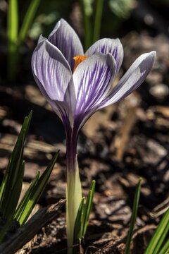 Spring crocus (Crocus vernus), Baden-W&uuml;rttemberg, Germany