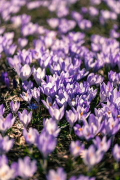 purple crocus flowers
