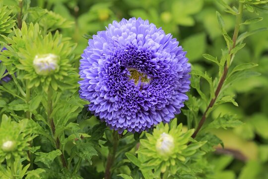 Chinese Aster (Callistephus chinensis), flower, Germany
