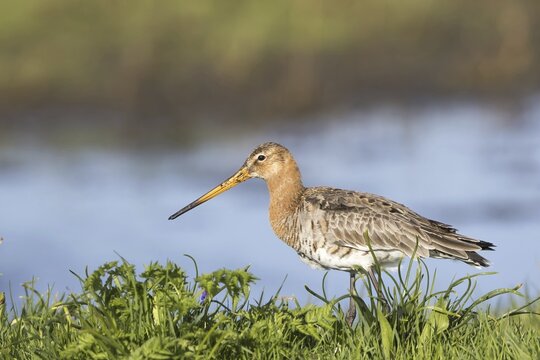 Black-tailed godwit (Limosa limosa) in a meadow, Texel, Netherlands