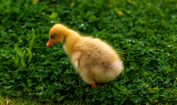 baby goose in grass
