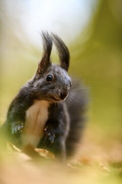 Squirrel (Sciurus) on forest floor, Fischen, Upper Allg&auml;u, Bavaria, Germany