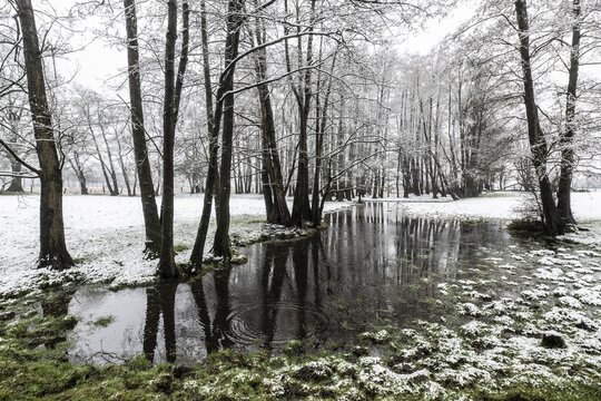 Black alder (Alnus glutinosa) in a snowy floodplain landscape, Emsland, Lower Saxony, Germany