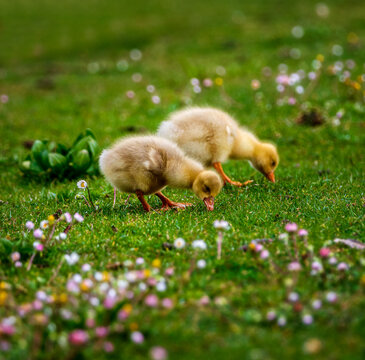 baby duck in the grass