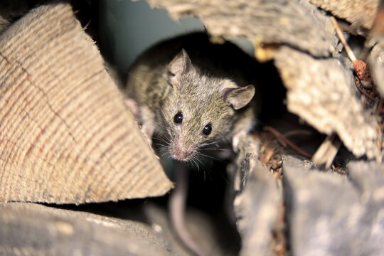 House mouse (Mus musculus), adult, looks out of woodpile, alert, curious, interested, cute, Germany