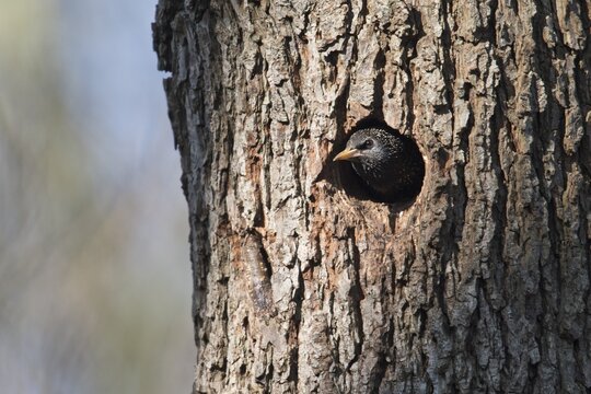 Common starling (Sturnus vulgaris) at the breeding cavity, Emsland, Lower Saxony, Germany