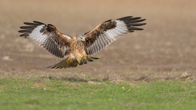 Red kite (Milvus milvus), in flight landing in a meadow, Extremadura, Spain