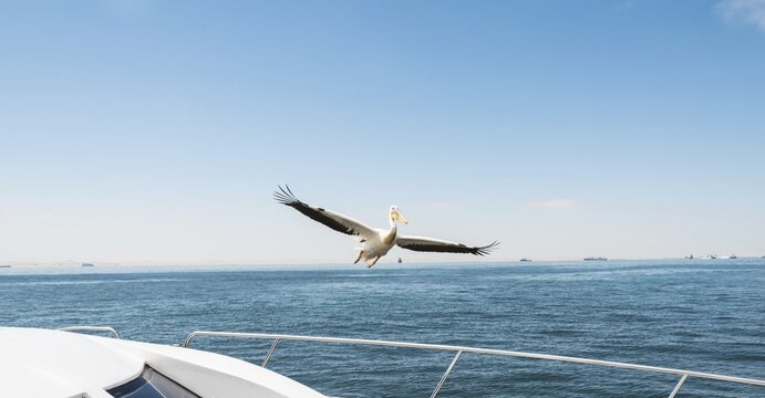 Great White Pelican (Pelecanus onocrotalus) in flight in Walvis Bay, Namibia