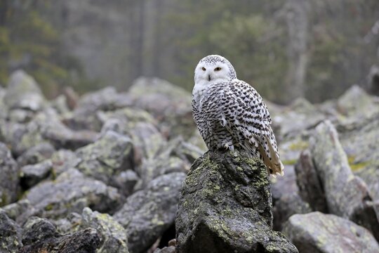 Snowy owl (Nyctea scandiaca), adult, alert, on rocks, in autumn, Bohemian Forest, Czech Republic