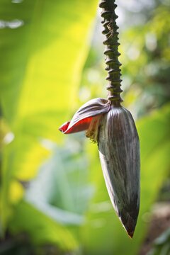 Banana flower (Musa paradisiaca), Peermade, Kerala, India