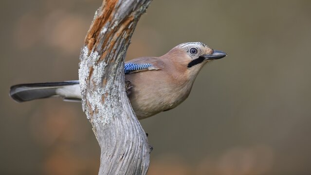 Eurasian jay (Garrulus glandarius), sitting on deadwood, Swabian Alb biosphere reserve, Baden-W&uuml;rttemberg, Germany