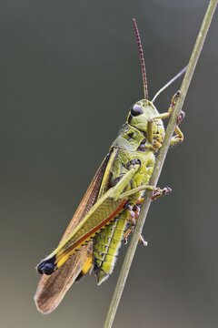 Large marsh grasshopper (Stethophyma grossum), Emsland, Lower Saxony, Germany