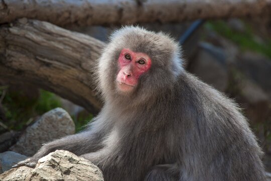 Japanese macaque (Macaca fuscata), Yamanouchi, Nagano Prefecture, Honshu Island, Japan
