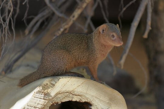 Dwarf mongoose (Helogale parvula), adult, on burrow, alert, captive