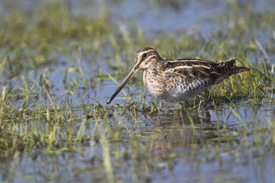 Common snipe (Gallinago gallinago) in a wet meadow, Lower Saxony, Germany