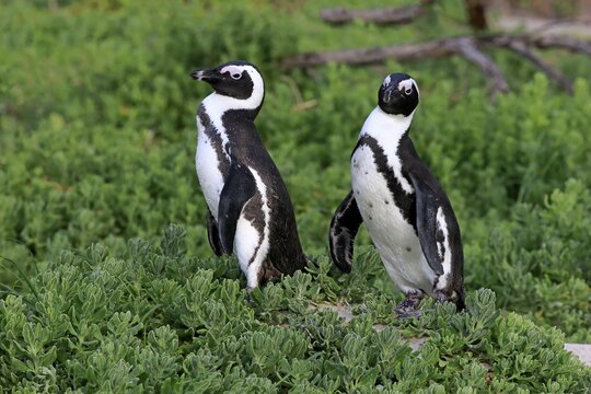 Jackass Penguins or African Penguins (Spheniscus demersus), pair, Boulders Beach, Simon's Town, Western Cape, South Africa