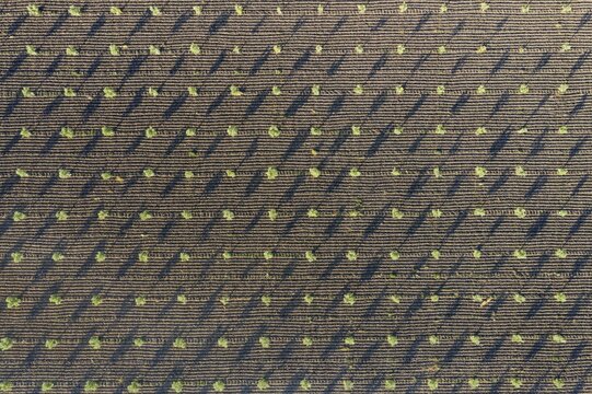 Cultivated young olive trees (Olea europaea), aerial view, drone shot, C&oacute;rdoba province, Andalusia, Spain