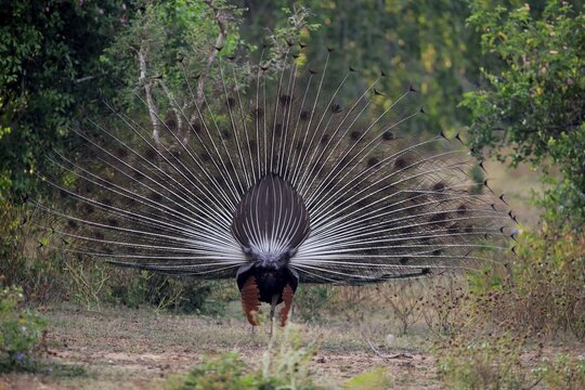 Indian peafowl or blue peafowl (Pavo cristatus), adult peacock spreading feathers, courtship display, view from behind, Bundala National Park, Sri Lanka