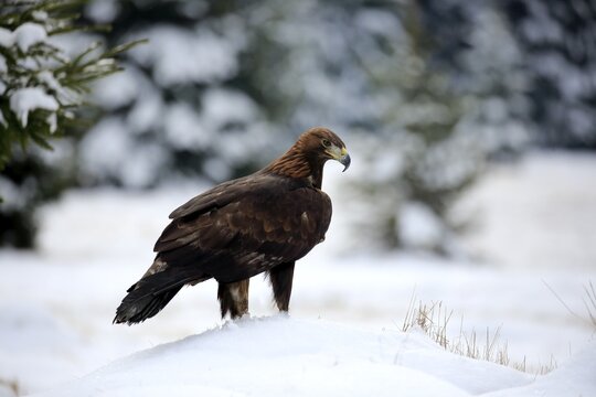 Golden eagle (Aquila chrysaetos), adult in snow, on ground, in winter, snow, Zdarske Vrchy, Bohemian-Moravian Highlands, Czech Republic