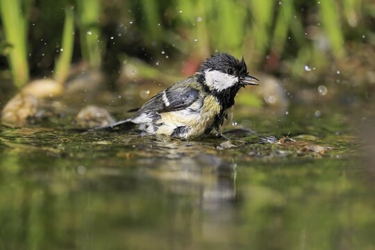 Great tit (Parus major), adult, bathing, in water, garden pond, Rhineland-Palatinate, Germany