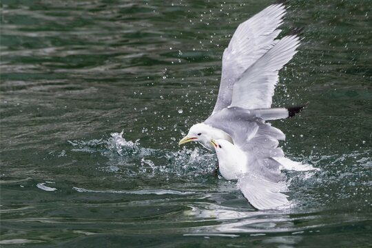 Black-legged Kittiwakes (Rissa tridactyla) fighting, Chukotka, Russia