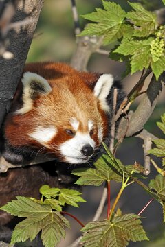 Red Panda (Ailurus fulgens), Schoenbrunn Zoo, Vienna, Austria, Europe