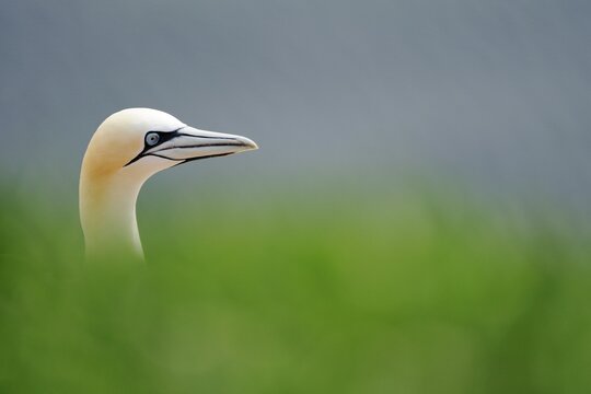 Gannet (Morus bassanus, Sula bassana), head portrait