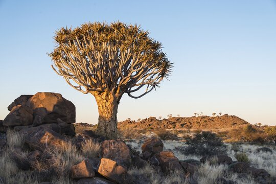 Quiver Tree or Kokerbaum (Aloe dichotoma), near Keetmanshoop, Namibia