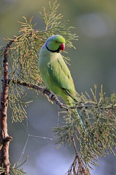 Rose-ringed parakeet (Psittacula krameri), Alexander's Parakeet, adult, on tree, Germany