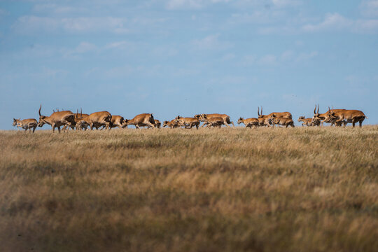 Herd of saiga antelopes running through the vast spring steppe during migration.