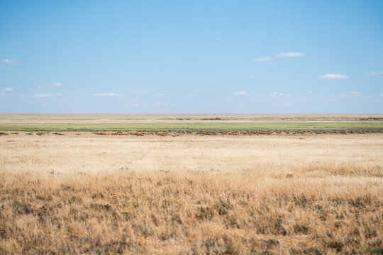 Herd of saiga antelopes running through the vast spring steppe during migration.