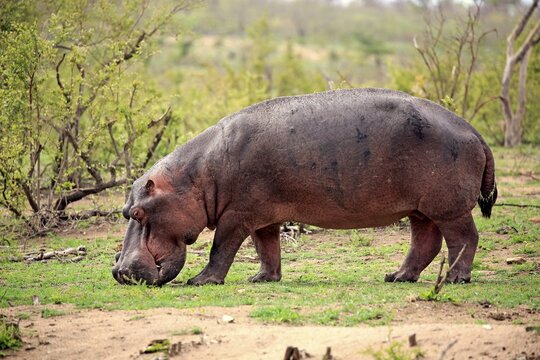 Hippo (Hippopotamus amphibius), adult, eats fresh grass, foraging, Sabi Sand Game Reserve, Kruger National Park, South Africa