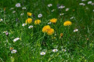 Dandelions and daisies blooming together in green meadow spring nature © Iva