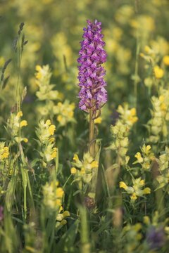 Moorland spotted orchid (Dactylorhiza maculata) between Rhinanthus, Langeoog, Lower Saxony, Germany