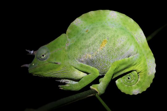 Usambara three-horned chameleon (Trioceros deremensis), chameleon on a branch at night, Amani Nature Forest Reserve, Eastern Usambara Mountains, Tanga, Tanzania