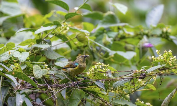 Olive-bellied Sunbird (Cinnyris chloropygius) sitting on a branch, Mgahinga Gorilla National Park, Western Region, Uganda