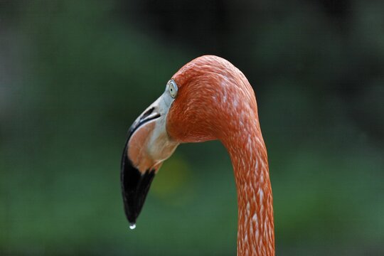 Flamingo (Phoenicopteriformes), Schoenbrunn Zoo, Vienna, Austria, Europe