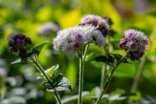 Ageratum houstonianum floss flower macro in bloom, Mexican ageratum purple flowering plant