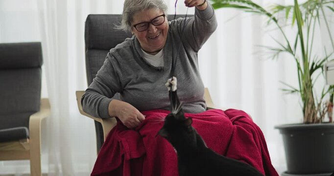 Cat jumps to catch the string hanging from old woman's hand, home pet companion for senior