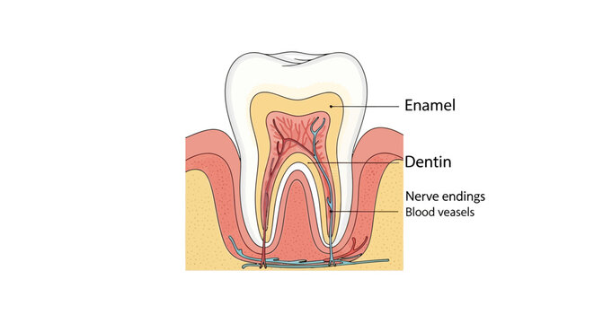 Anatomy of a tooth cross-section.