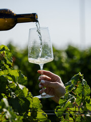 Fototapeta premium Pouring White Wine Into Glass in Vineyard During Golden Hour Wine Tasting