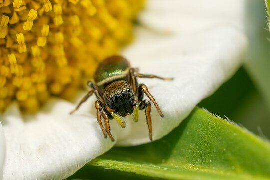 Closeup on a cute European female Jumping Spider, Family Salticidae, genus Heliophanus on a daisy flower