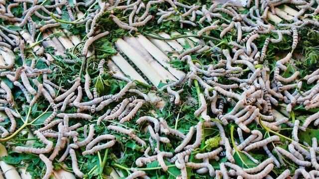 Macro high angle view of numerous white silkworms crawling and feeding on fresh green mulberry leaves over a traditional bamboo mat background in a professional sericulture silk production facility
