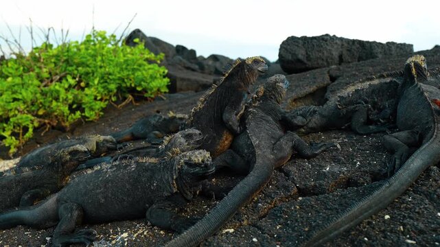 Several black reptiles sit still on the dark stones. Galapagos iguanas on the lava landscape.