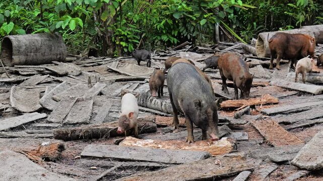 Domesticated pigs eating sago in the jungle, Mentawai islands, Indonesia