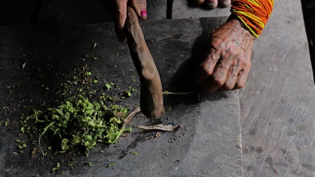 Poison arrows making process in Mentawai islands