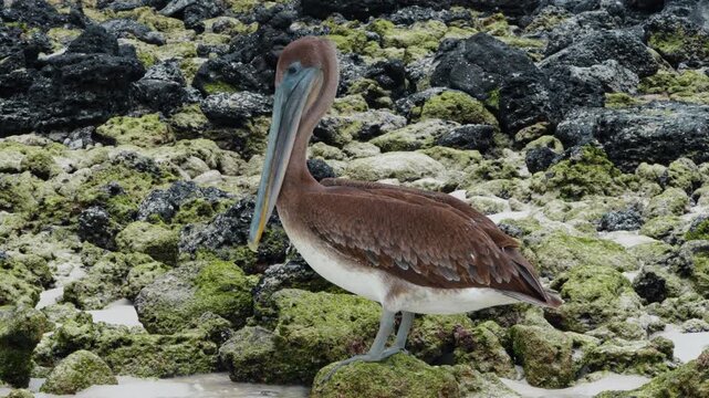 Big brown pelican stands on the stone cleaning its feathers. Rocky shore created by lava in the backdrop. Isabel Island, Galapagos.